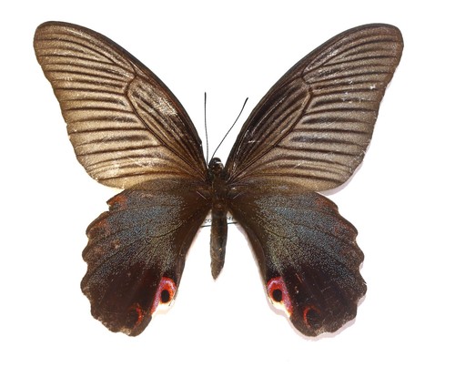 Lepidoptera papilionidae - lepidoptera,,