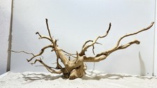 rote Moorwurzel Redwood