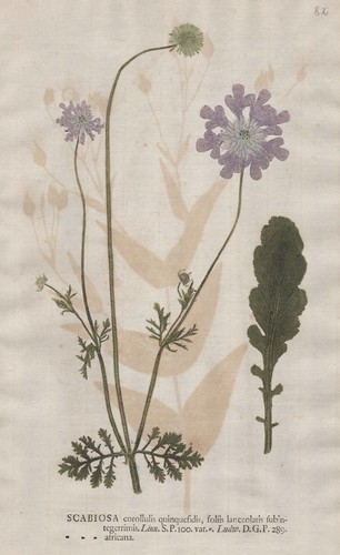Scabiosa africana skabiosen - scabiosa,