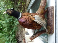 TOP schöner Fasan Jagdfasan