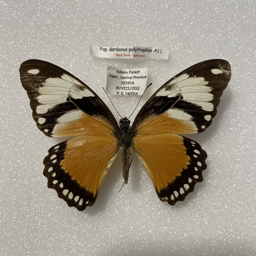 Entomologie papilio dardanus - entomologie*papilio,
