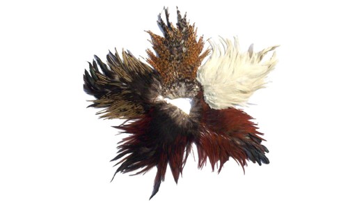 Indian cock saddle - indian,