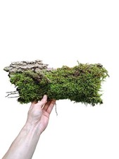 2x Rindenstück mit lebenden Moos, Reptilien, für Terrarium, echtes Moos, Deko