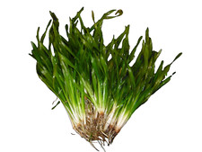 Vallisneria Torta- Schrauben Vall.   15 Stück  Wasserpflanzen, Aquariumpflanzen