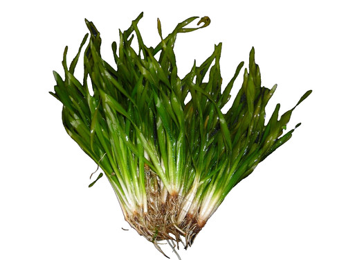 Vallisneria torta schrauben - vallisneria, torta-