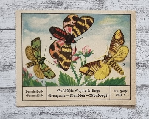 Kreuzeule sandbär mondvogel - kreuzeule,
