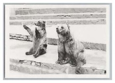 Rostock 1977 - 2 Bears Zoo