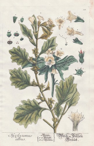 Bilsenkraut white henbane