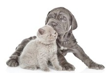 VLIES FOTOTAPETE Tapete