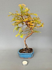 Bonsai metasequoia - metasequoia, /