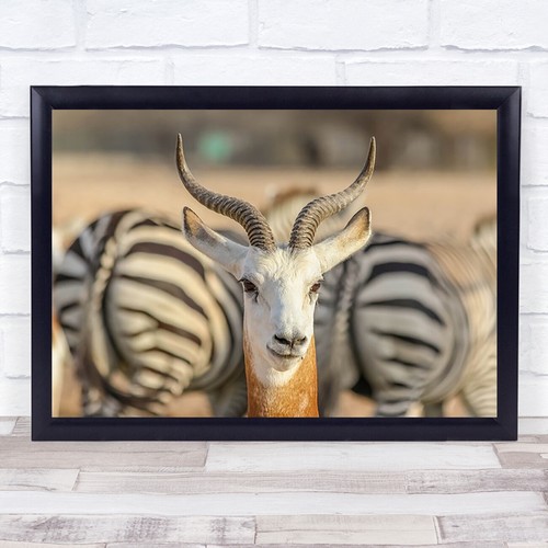 Mit zebra hörnern - zebra, antilope