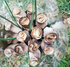 14 ROSEN ROSENSTRAUß