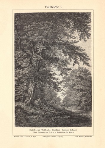 Hainbuche ii - i.,