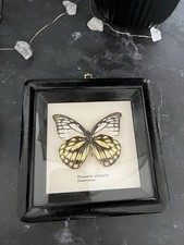 Schmetterling präparat - schmetterling,