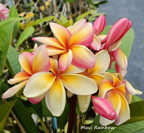Frangipani plumeria maui - frangipani, -maui