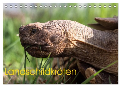 Landschildkröten