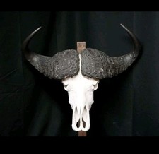 Riesiger Kaffernbüffel Afrika