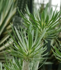 10 Samen Affenpalme  Oleanderblätt Kleinia neriifolia Canary Thistle Sukkulente 