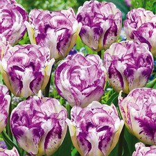 Tulpen Tulpenzwiebeln Blumenzwiebeln Zwiebeln Blumen weiß-violette Tulpe 10 St.