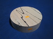 Buche  verstockt Rotbuche