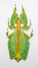 Leaf Insect -Phylliidae