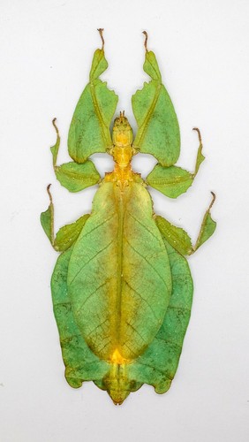 Leaf insect phylliidae - leaf,
