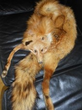 Kanadischer Rotfuchs mit Kopf und Schweif, Pelzstola Fuchs neuwertig Kürschner