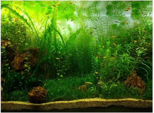 Aquarium dekoration poster - poster, pvc