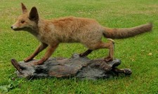 Junger Rotfuchs ausgestopft