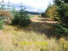 Foto 6x4 Waldritt Gortonronach