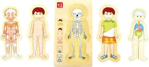 Schichtenpuzzle anatomie junge - schichtenpuzzle,