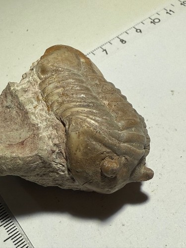 Trilobit asaphus sp - trilobit,