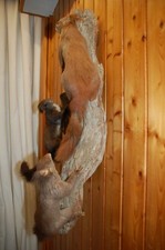 Tierpräparat - Ausgestopfte