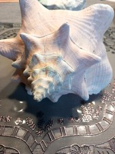 Grosse Muschel aus Sammlung Nr