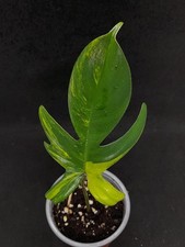 Philodendron Florida Beauty - Top Ableger (No SYNGONIUM/No Monstera) 