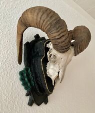 Kapitaler Muffel Widder auf handgeschnitztem Trophäenbrett, Jagdtrophäe, Geweih 