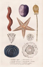 Sea urchin Seeigel Seelilien