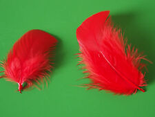 Deko FEDERN 25 Stck  ca. 6-10