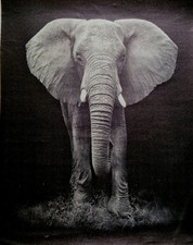 Leinwand Ohne Rahmen Elefant Schwarz Weiß Safari Bild