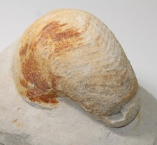 Nautilus, Cymatoceras sp
