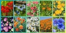 Wildblumen saatgut set - wildblumen, 10