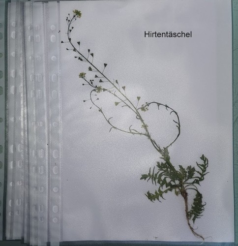Heilpflanzen für herbarium - heilpflanzen,