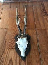 Rehbock Gehörn, Geweih