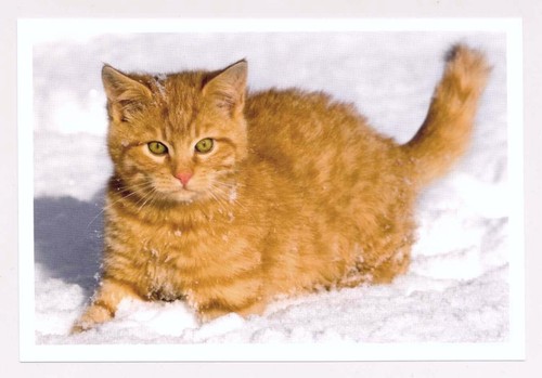 Postkarte katze spuren - ak,
