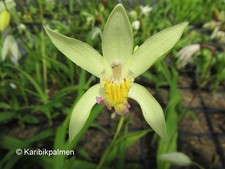 Bletilla 'Flamingo Wings'