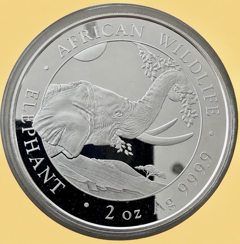Somalia elefant 2023 oz - elefant, 2