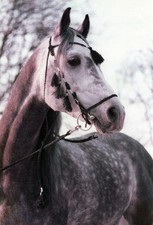 3 Araber Makramee-Trensen mit