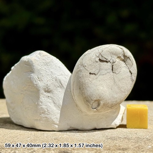 Fossil seeigel conulus - seeigel,