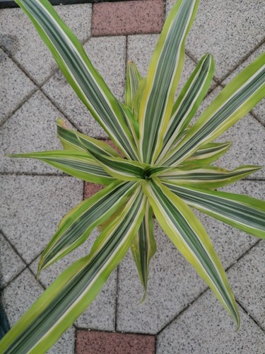 Dracena fragrans lemon lime - dracena,