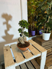 Ficus Ginseng 55-65cm Bonsai Microcarpa Compacta Zimmerpflanze pflegeleicht